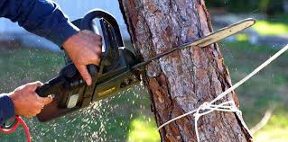 Best Arborist Consultation Services  in Alexandria, MN