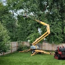 Best Fruit Tree Pruning  in Alexandria, MN