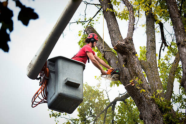 Best Landscape Design and Installation  in Alexandria, MN