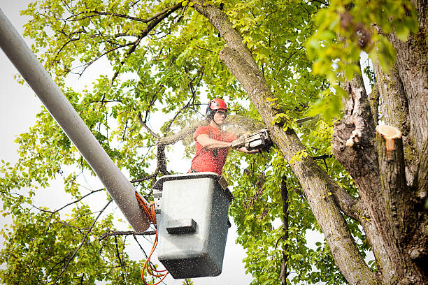 Best Tree Risk Assessment  in Alexandria, MN