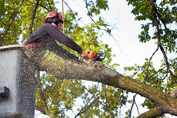 Best Weed Control  in Alexandria, MN